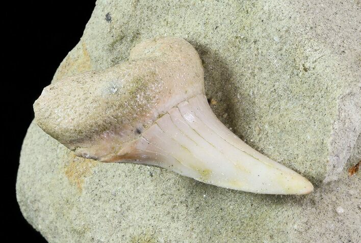 Mako Shark Tooth Fossil In Rock - Bakersfield, CA #68999